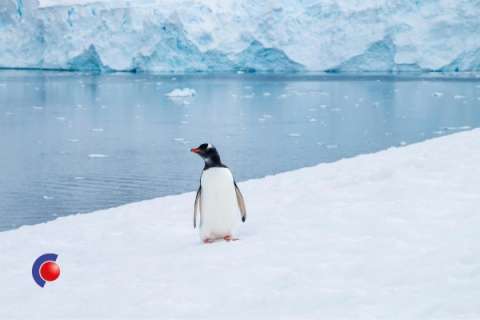 Pinguin op Antarctica