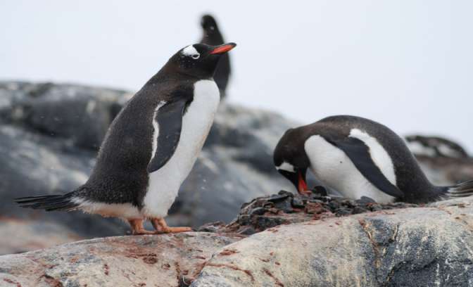 Pinguïns staan samen op de rotsen