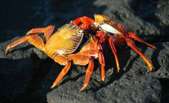 Krabben op Galapagos