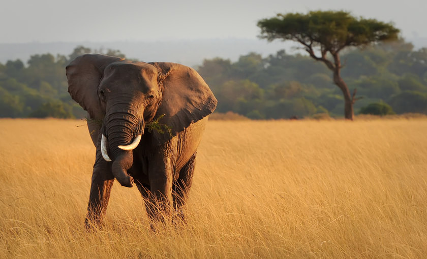 Een wilde olifant in Afrika