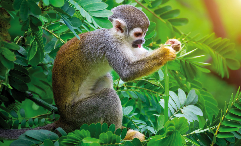 Een aapje in het regenwoud in Ecuador